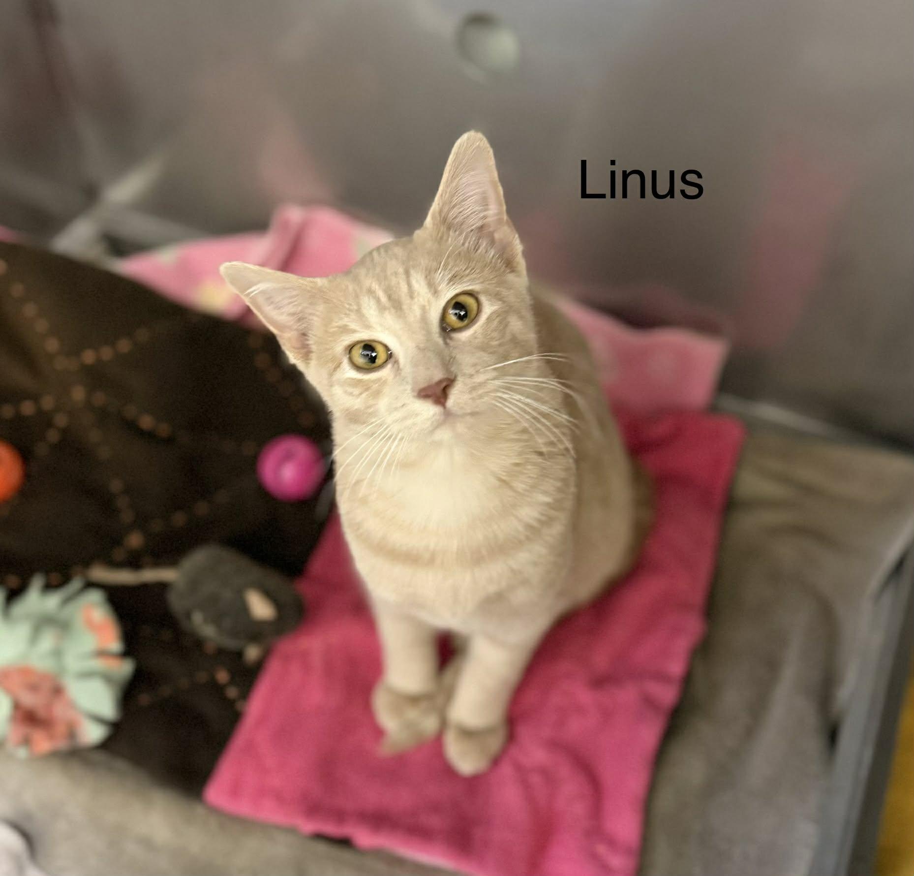 Linus, ADOPTABLE, Young Male Domestic Short Hair.