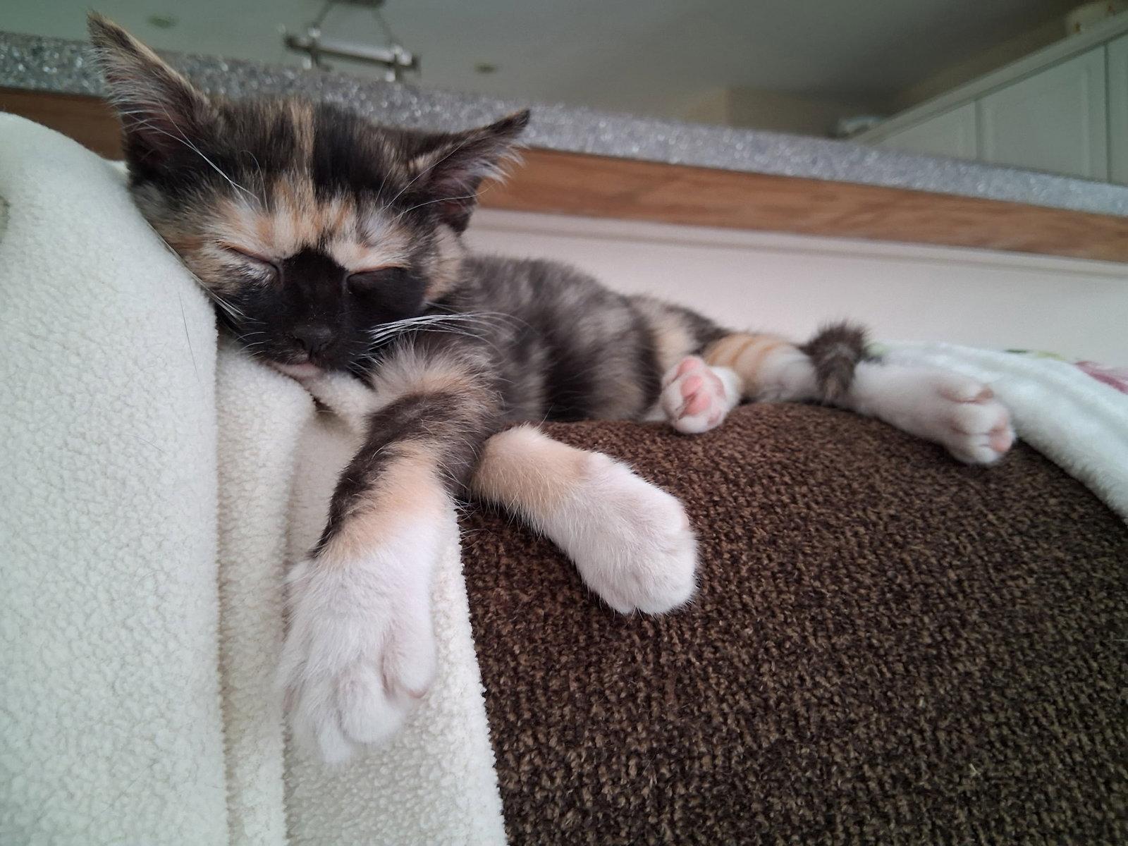 Enlarge Alma  (kk/mb), a Adoptable mixed breed in White Bluff, TN image 3/3