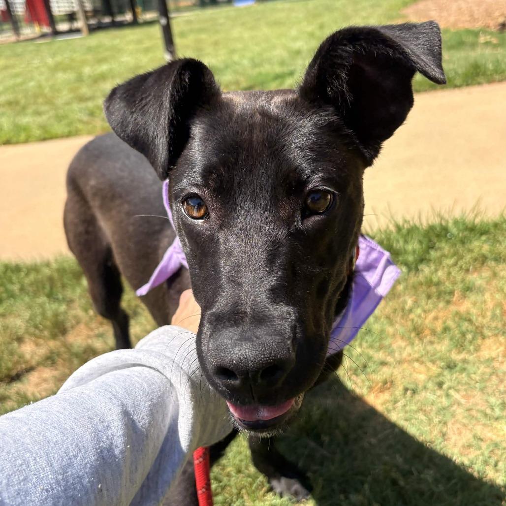 Marina, Adoptable, Young Female Black Labrador Retriever & Mixed Breed.