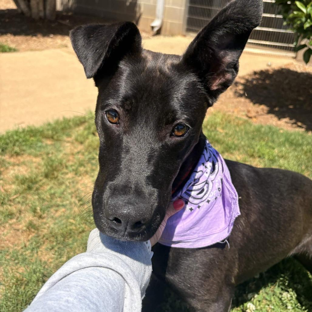 Enlarge Marina, a Adoptable mixed breed in Greenville, SC image 2/6