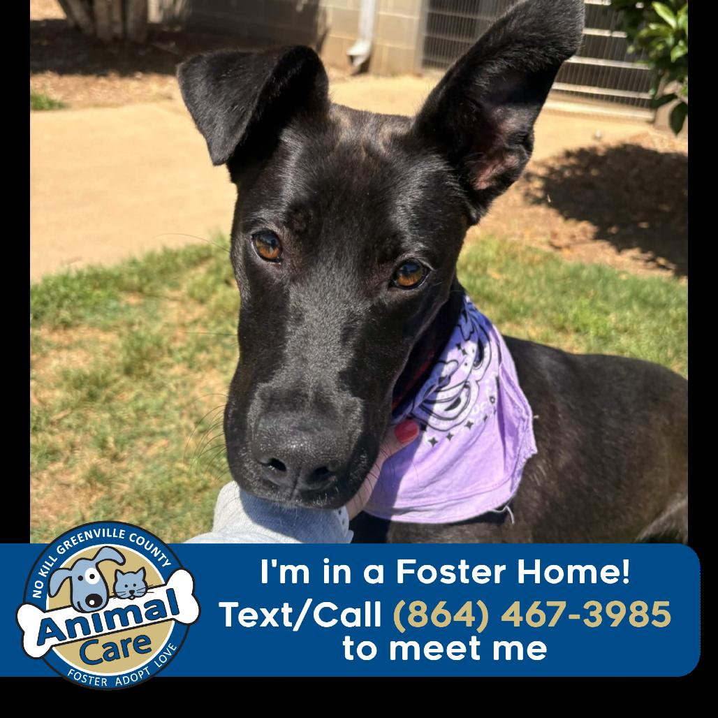 Enlarge Marina, a Adoptable mixed breed in Greenville, SC image 3/6