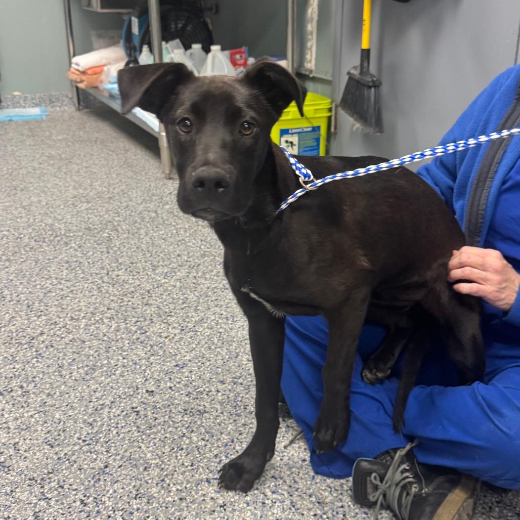 Enlarge Marina, a Adoptable mixed breed in Greenville, SC image 4/6