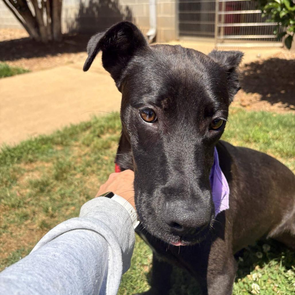 Enlarge Marina, a Adoptable mixed breed in Greenville, SC image 5/6