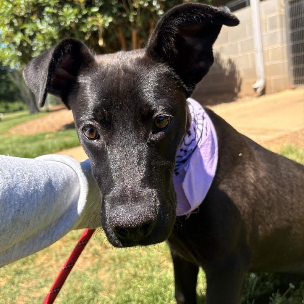 Enlarge Marina, a Adoptable mixed breed in Greenville, SC image 6/6