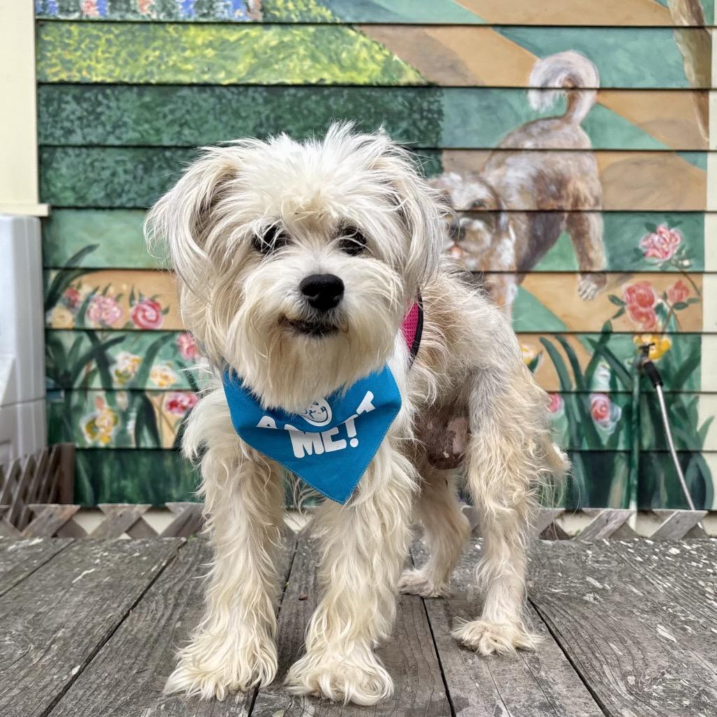 Enlarge Loretta, a Adoptable mixed breed in Pacific Grove, CA image 2/4