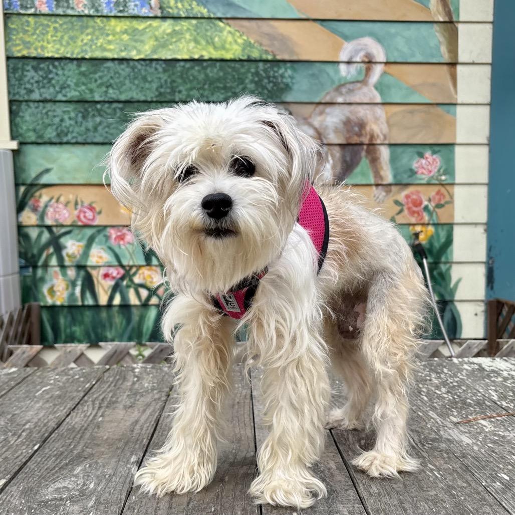 Enlarge Loretta, a Adoptable mixed breed in Pacific Grove, CA image 3/4