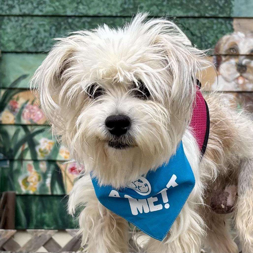 Enlarge Loretta, a Adoptable mixed breed in Pacific Grove, CA image 4/4