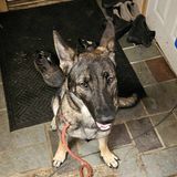 Sage, Adopted, Young Female German Shepherd Dog.