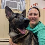 Sage, a Adopted German Shepherd Dog in Claremont, NH image 2/2