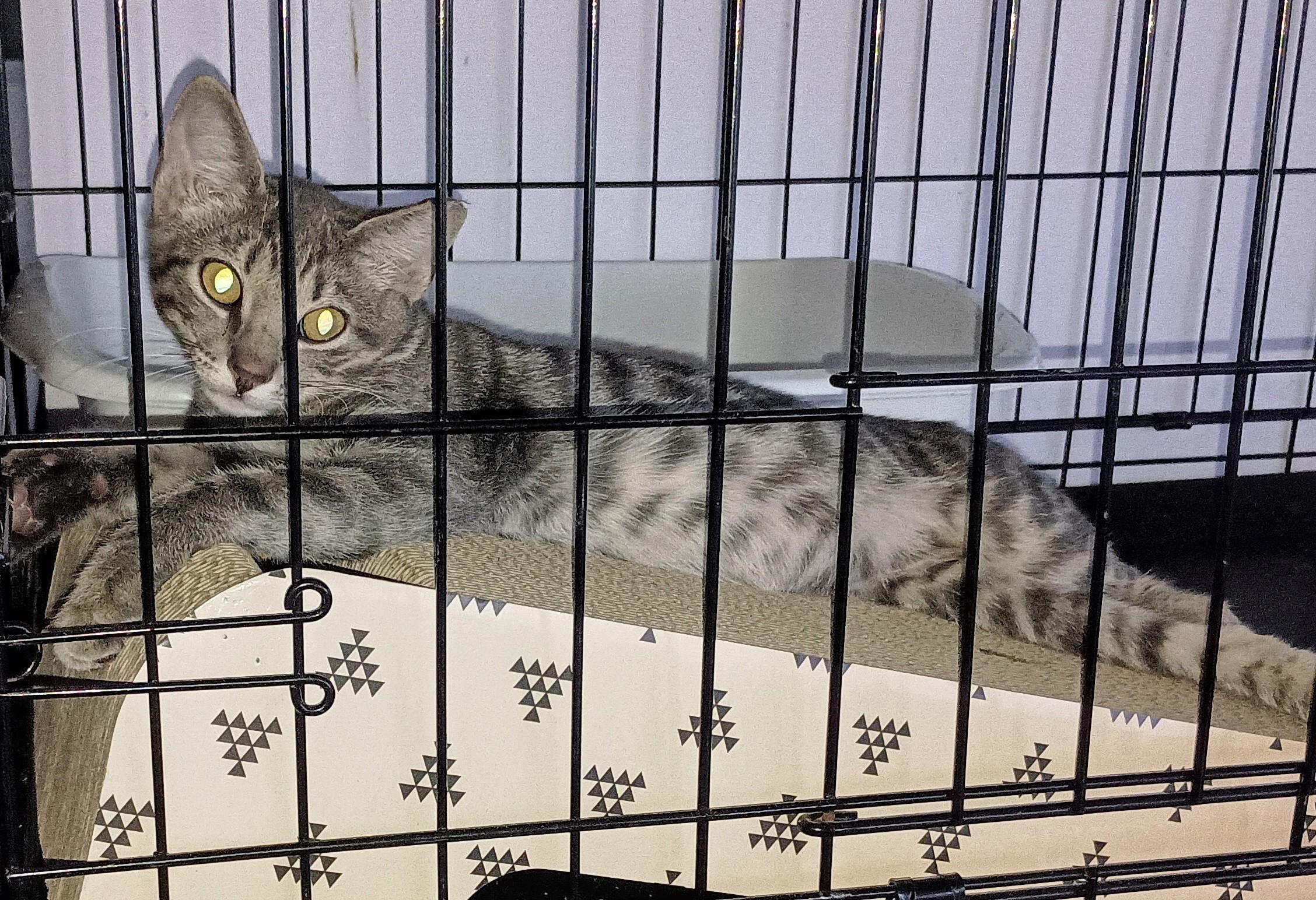 Enlarge KITTEN OLLIE, an adopted Domestic Short Hair in Ridgeland, MS image 1/1