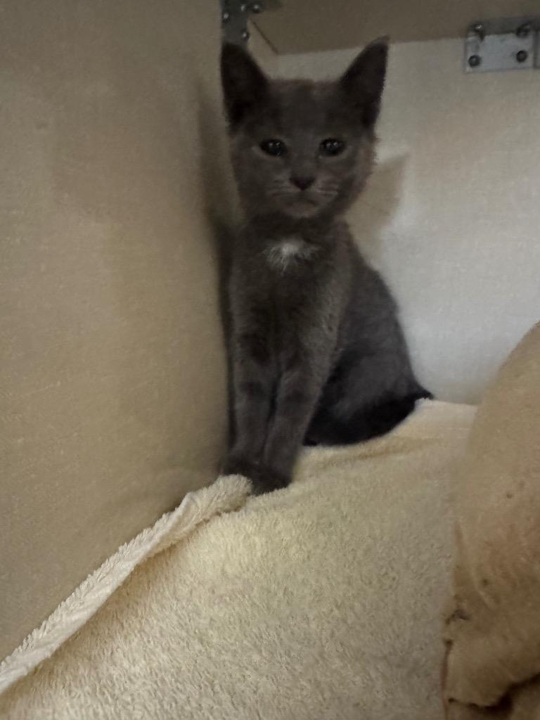 Wild Wing Wilda, Adoptable, Kitten Female Domestic Short Hair.