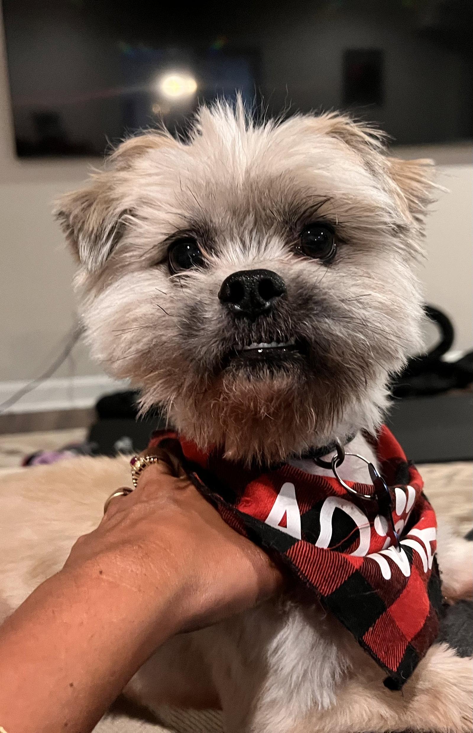 Chico Suave, Adopted, Adult Male Shih Tzu.
