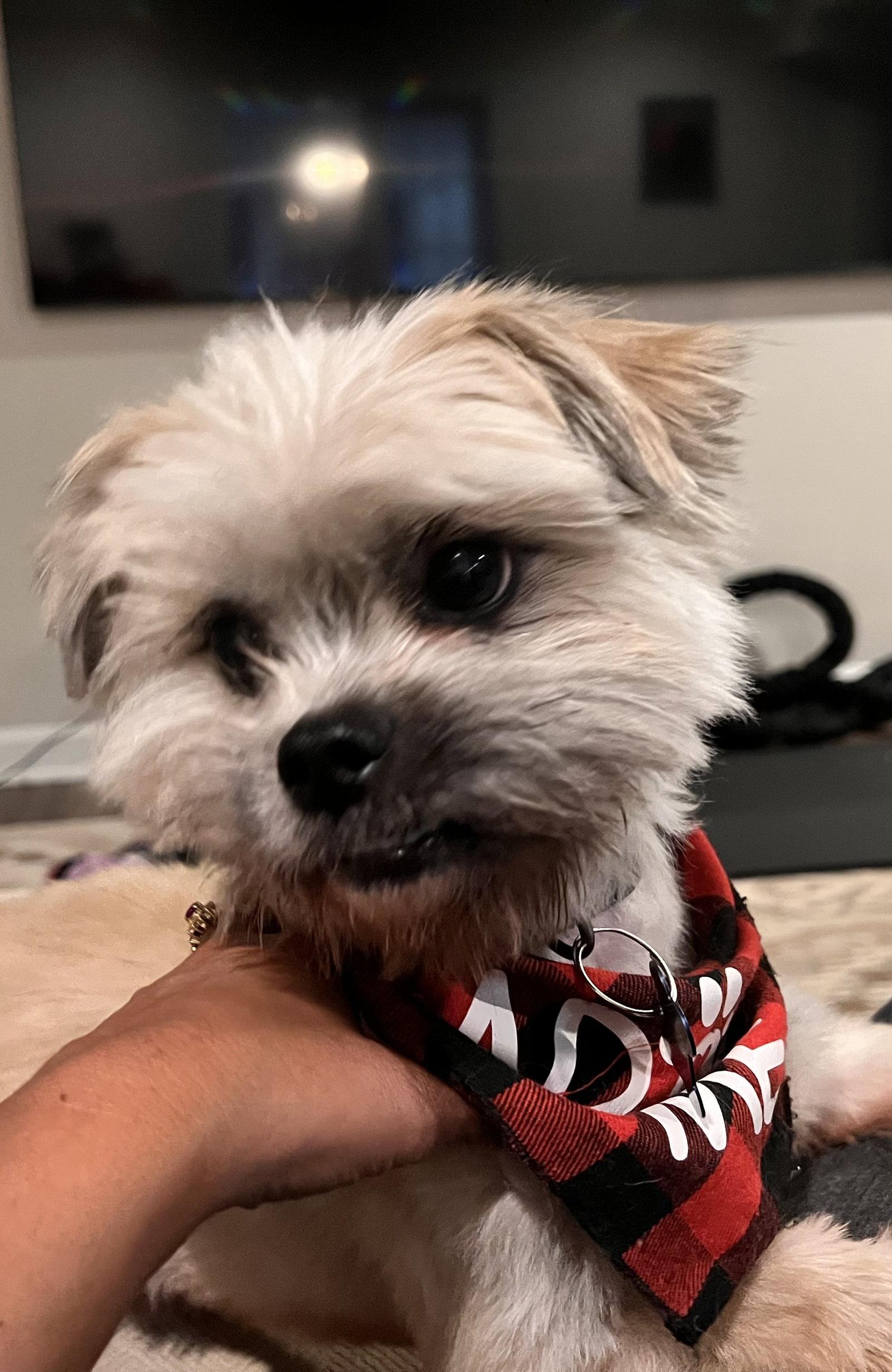 Chico Suave, a Adopted Shih Tzu in Alpharetta, GA image 2/3