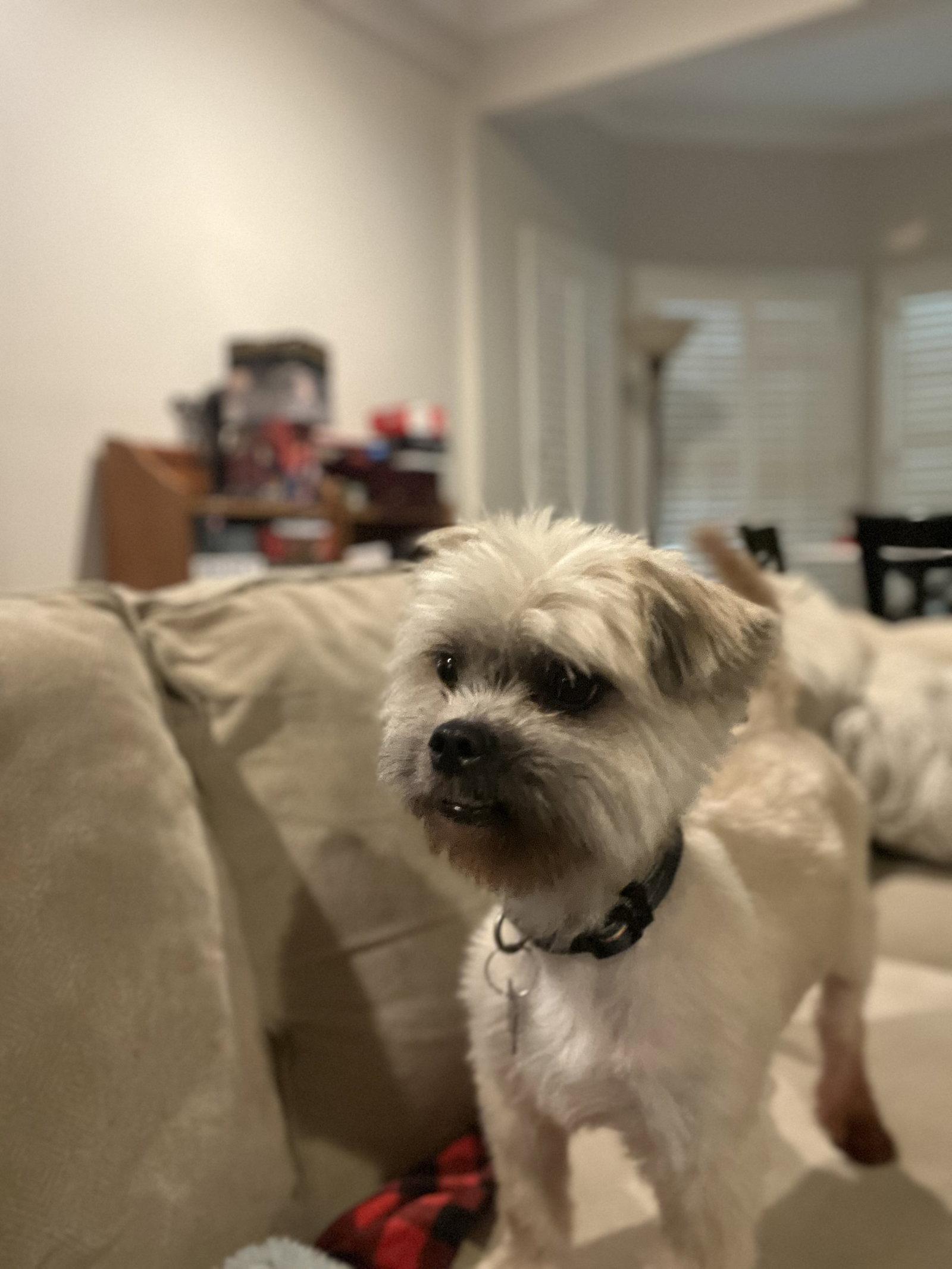 Chico Suave, a Adopted Shih Tzu in Alpharetta, GA image 3/3