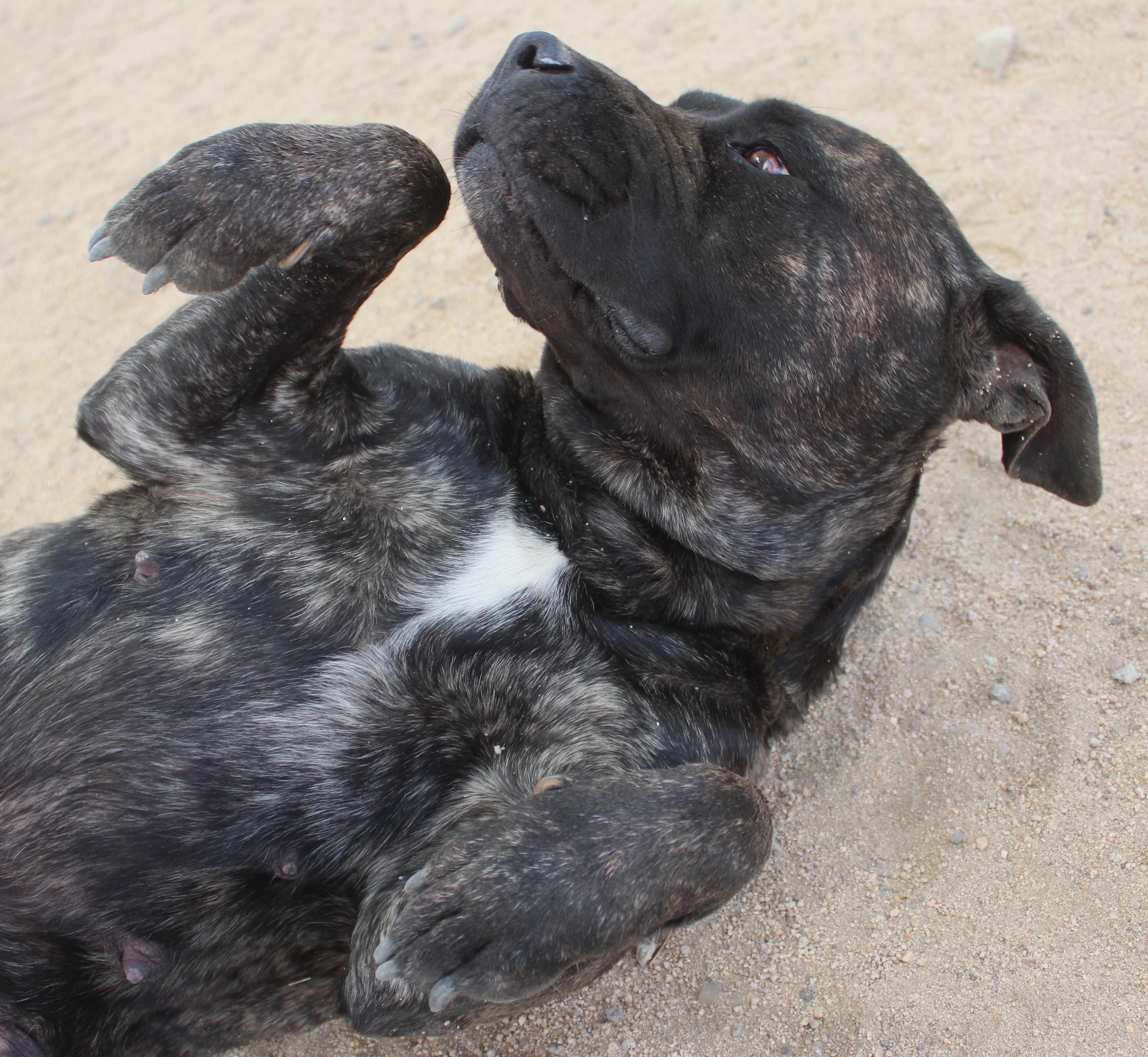 Enlarge Sumi, a Adoptable mixed breed in Yucca Valley, CA image 5/6