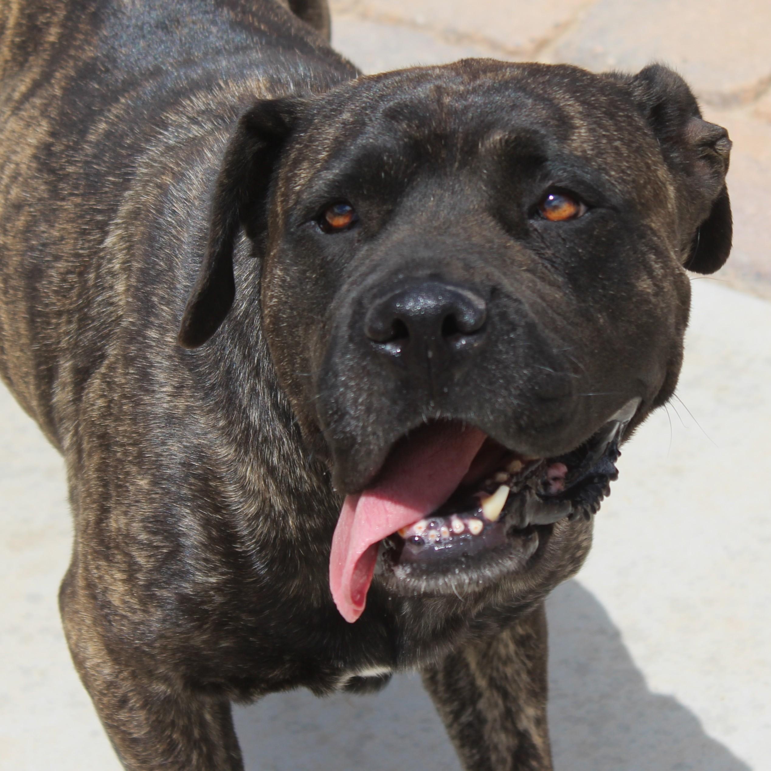 Sumi, Adoptable, Adult Female Cane Corso & Mastiff.