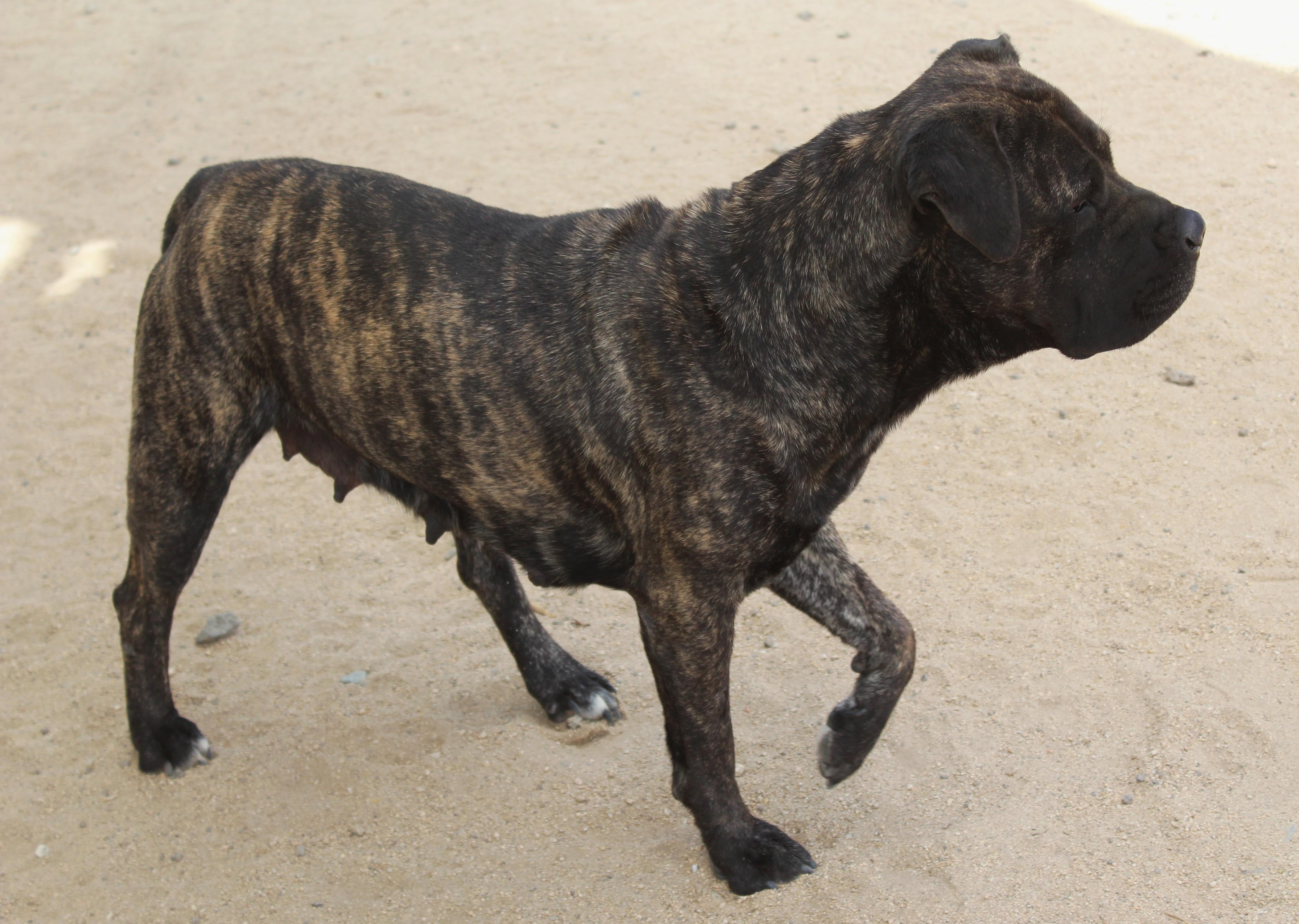 Enlarge Sumi, a Adoptable mixed breed in Yucca Valley, CA image 2/6