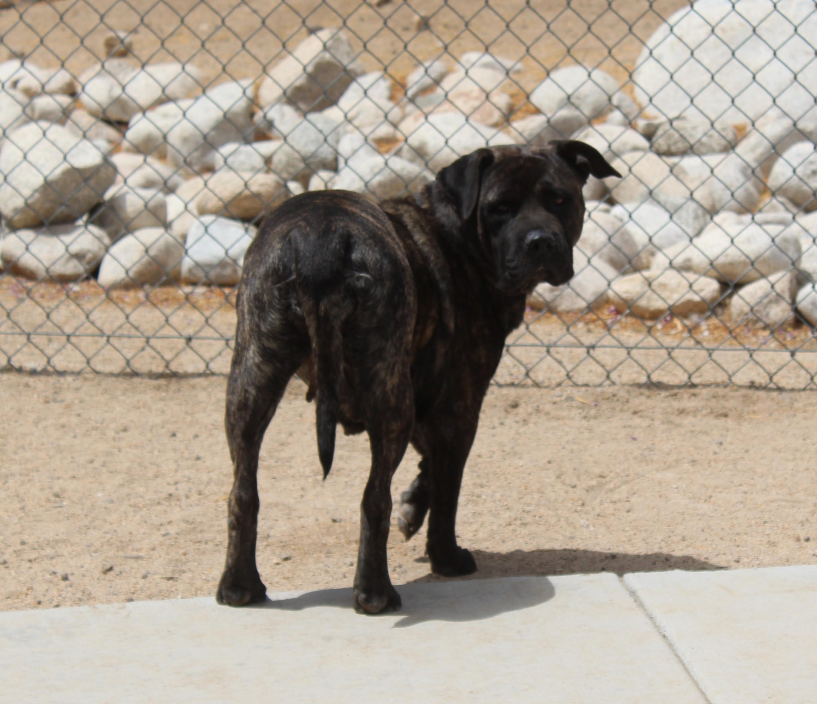 Enlarge Sumi, a Adoptable mixed breed in Yucca Valley, CA image 3/6