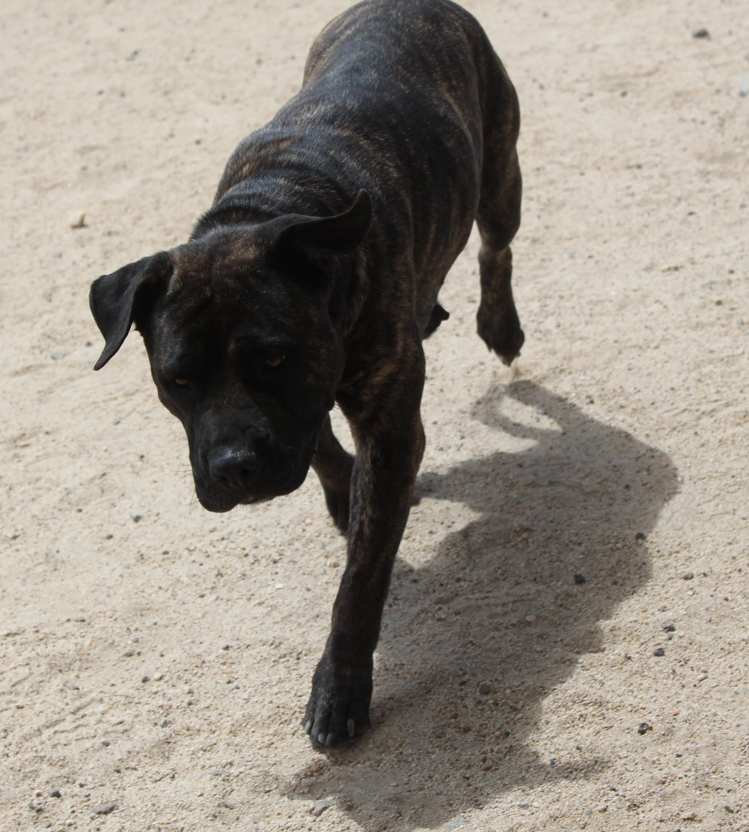 Enlarge Sumi, a Adoptable mixed breed in Yucca Valley, CA image 4/6