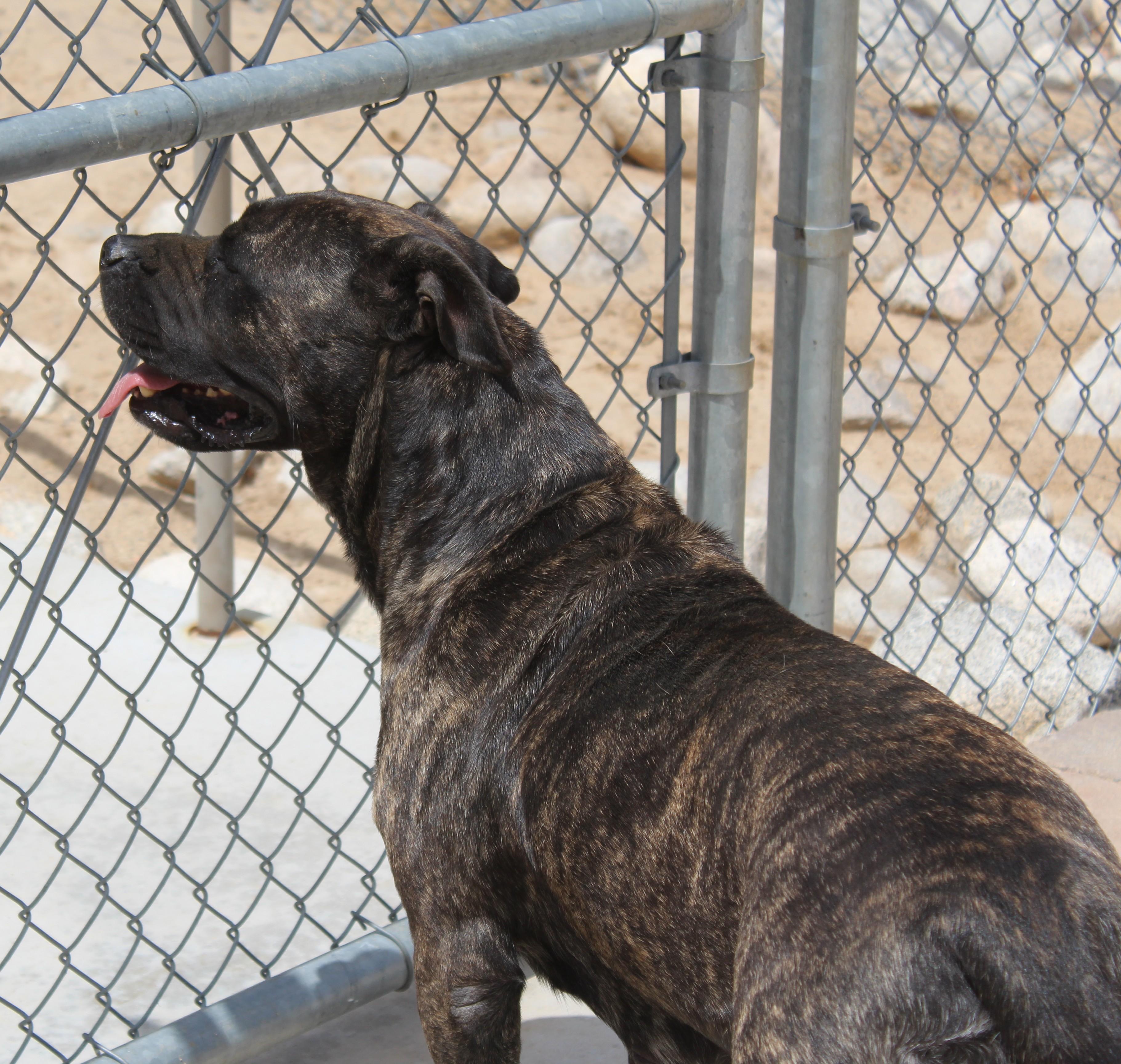 Enlarge Sumi, a Adoptable mixed breed in Yucca Valley, CA image 6/6