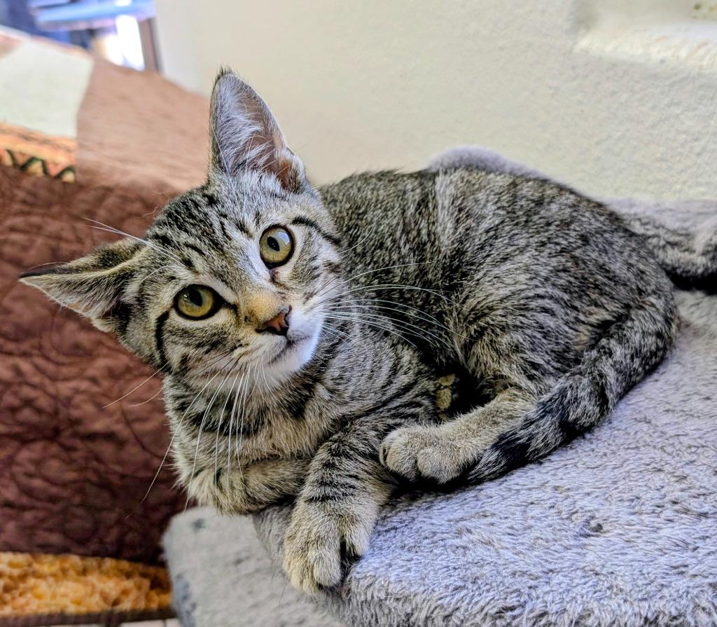 Inkwell, Adoptable, Kitten Male Domestic Short Hair.