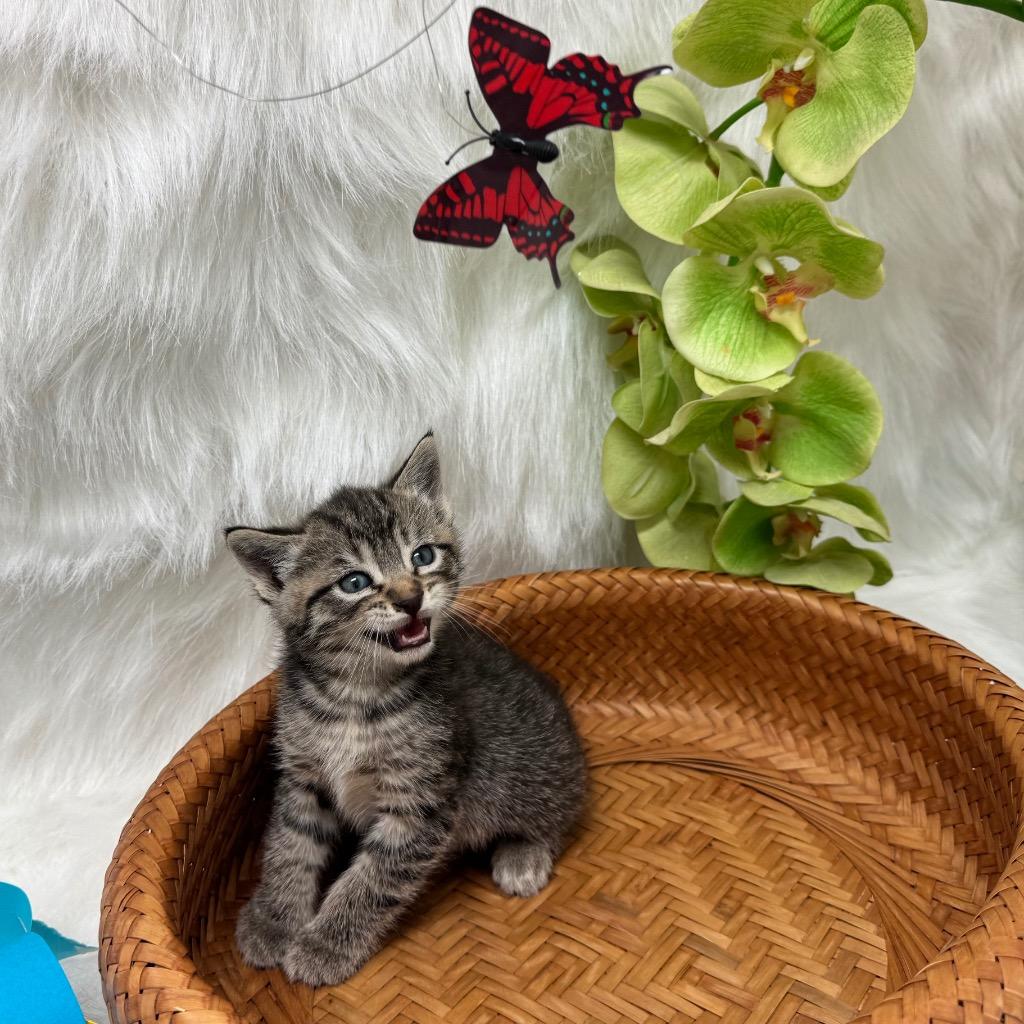 Inkwell, a Adoptable mixed breed in Peoria, AZ image 2/2