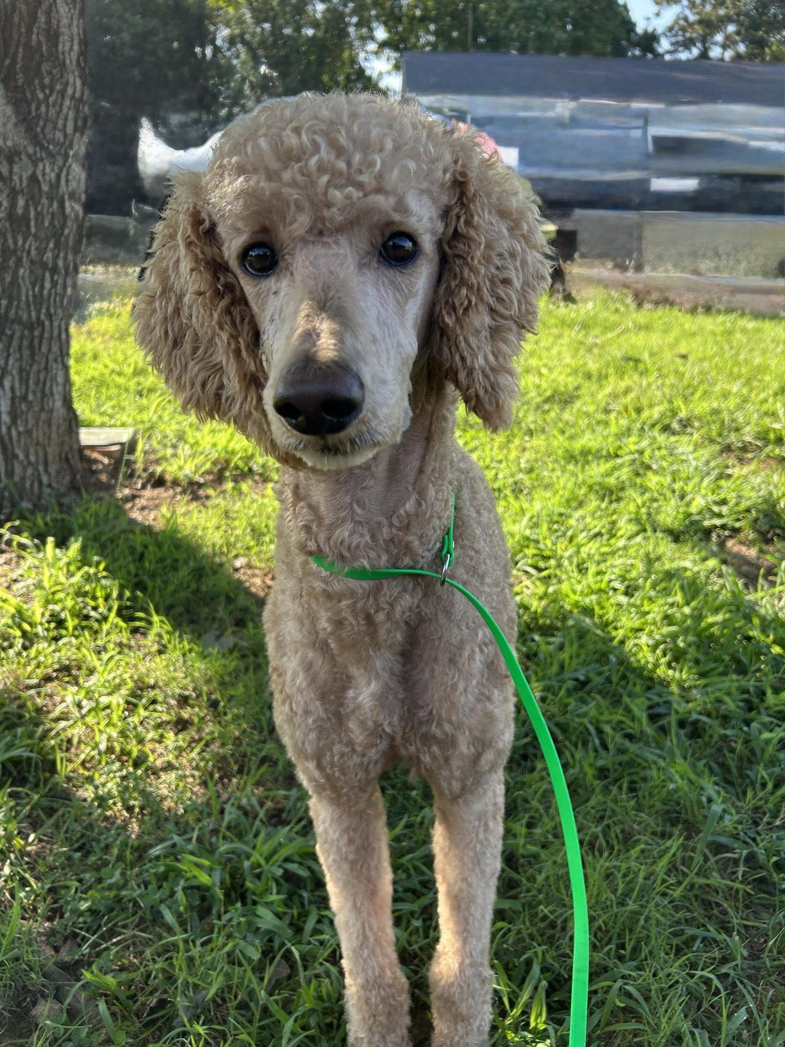 Enlarge Tortellini Jul 26 - A one dog guy, a Adoptable Standard Poodle in Pacolet, SC image 2/3
