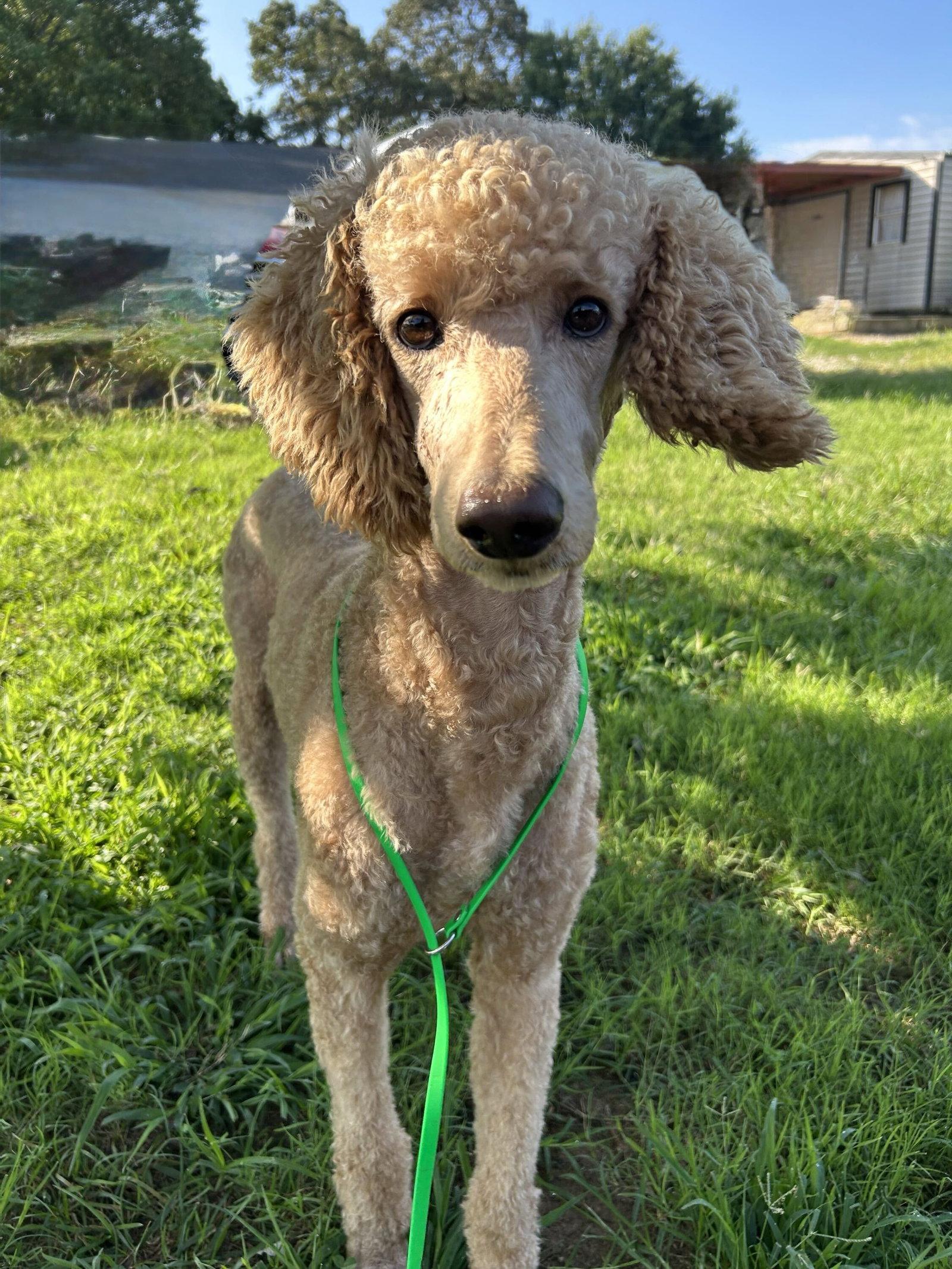 Enlarge Tortellini Jul 26 - A one dog guy, a Adoptable Standard Poodle in Pacolet, SC image 3/3