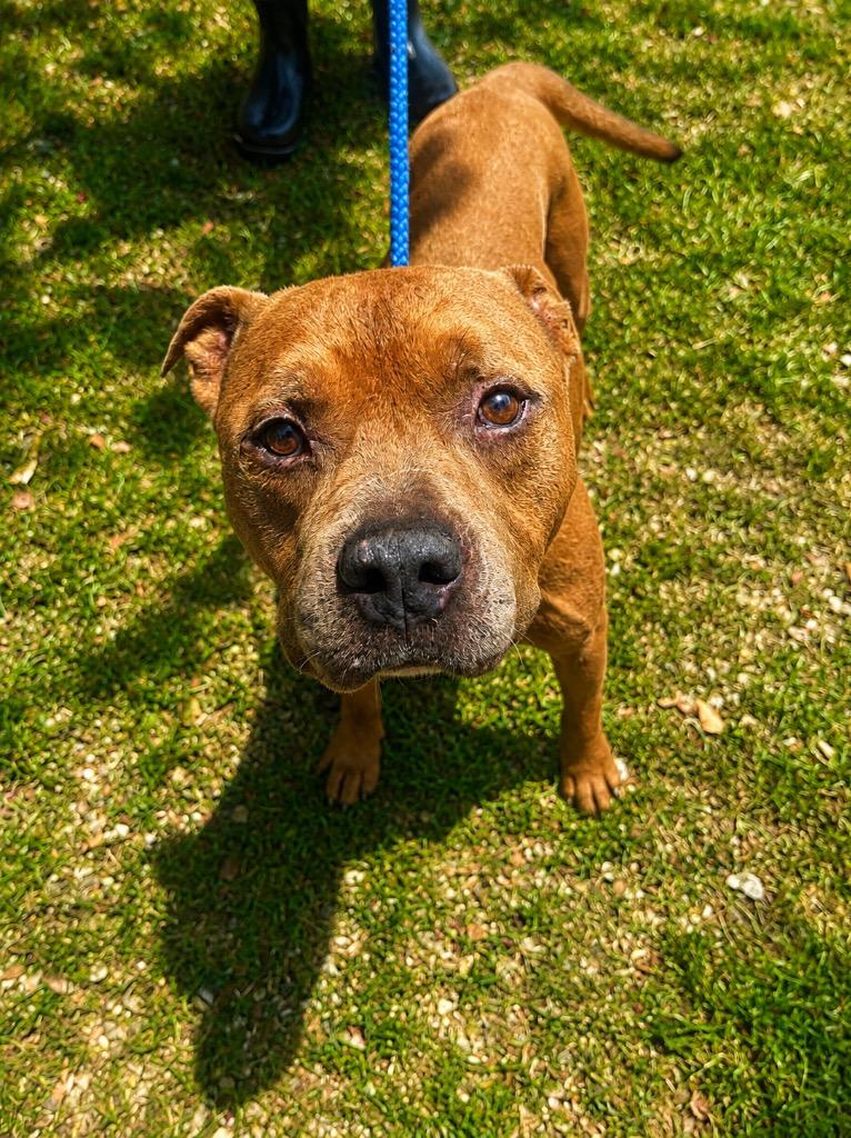 Enlarge Mr.Biggs, a Adoptable Pit Bull Terrier in Denham Springs, LA image 1/1