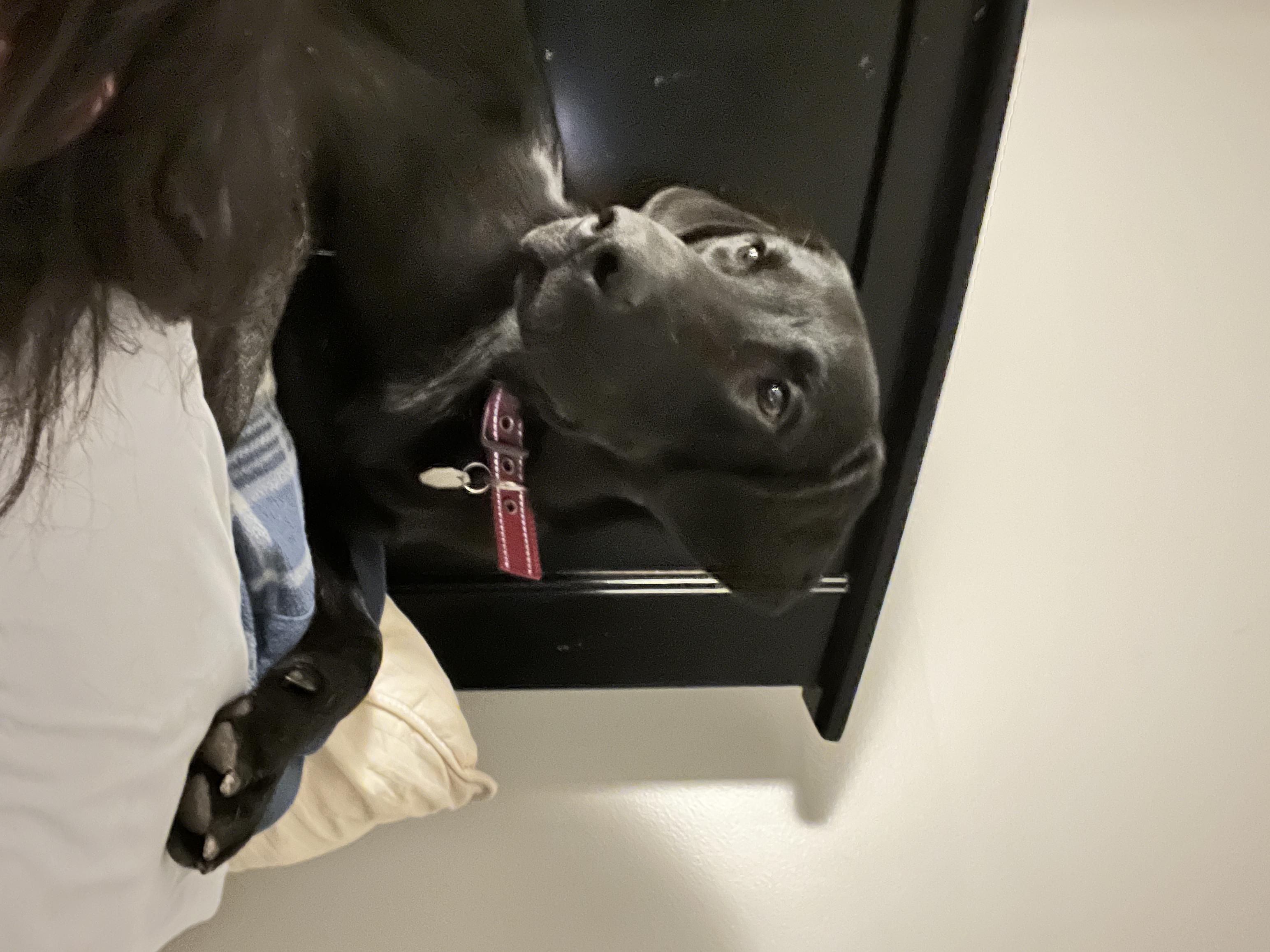 Enlarge Harry Pawter, a ADOPTABLE Black Labrador Retriever in Salt Lake City, UT image 4/6