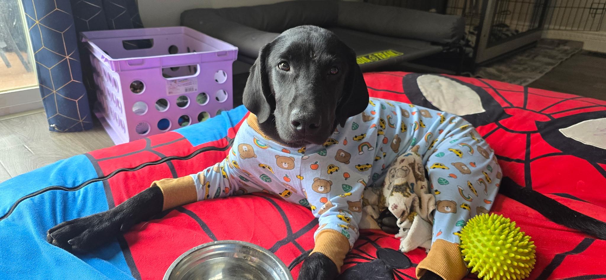 Enlarge Harry Pawter, a ADOPTABLE Black Labrador Retriever in Salt Lake City, UT image 5/6