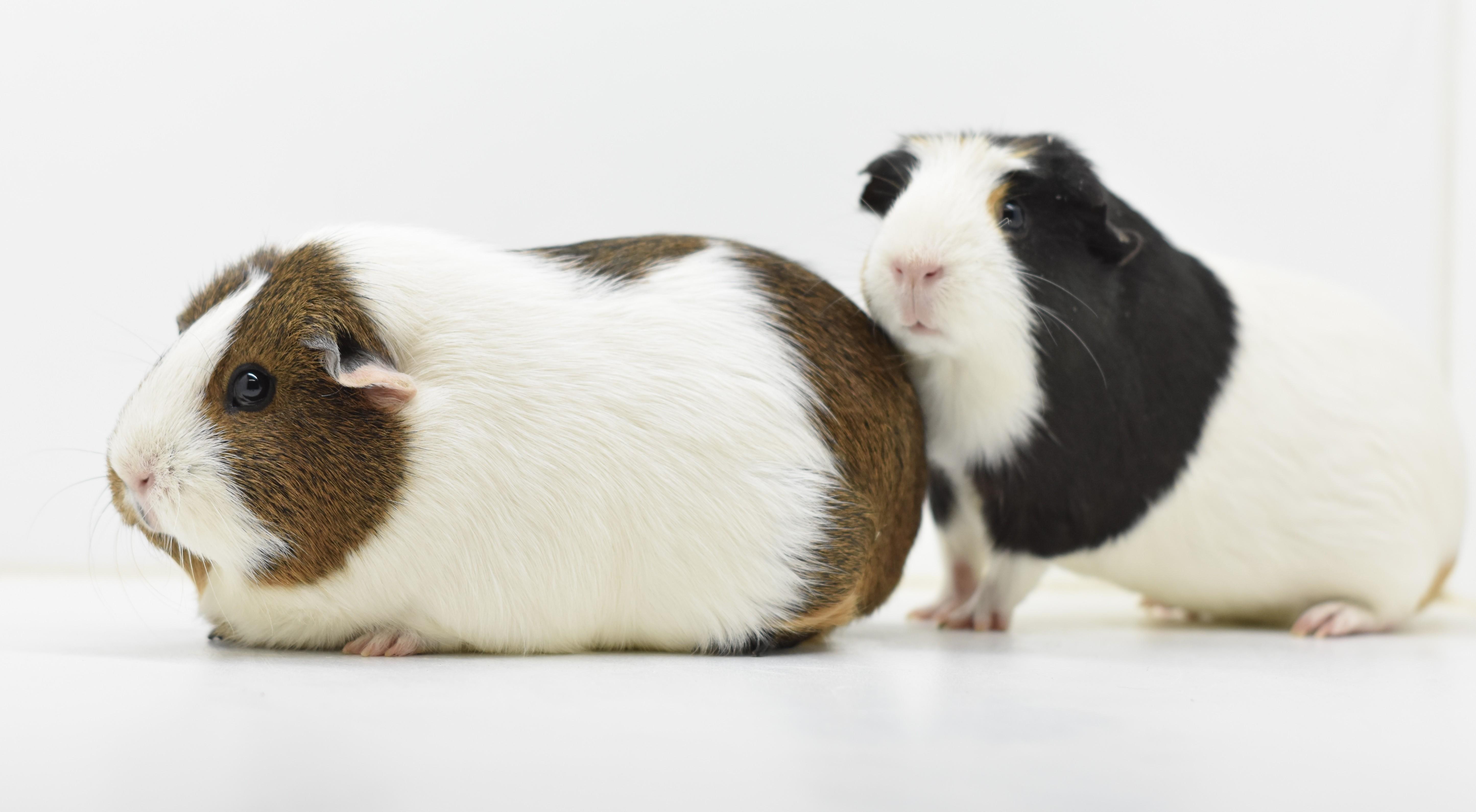 Chip & Zora, a Adoptable Short-Haired in Wolcott, IN image 3/4