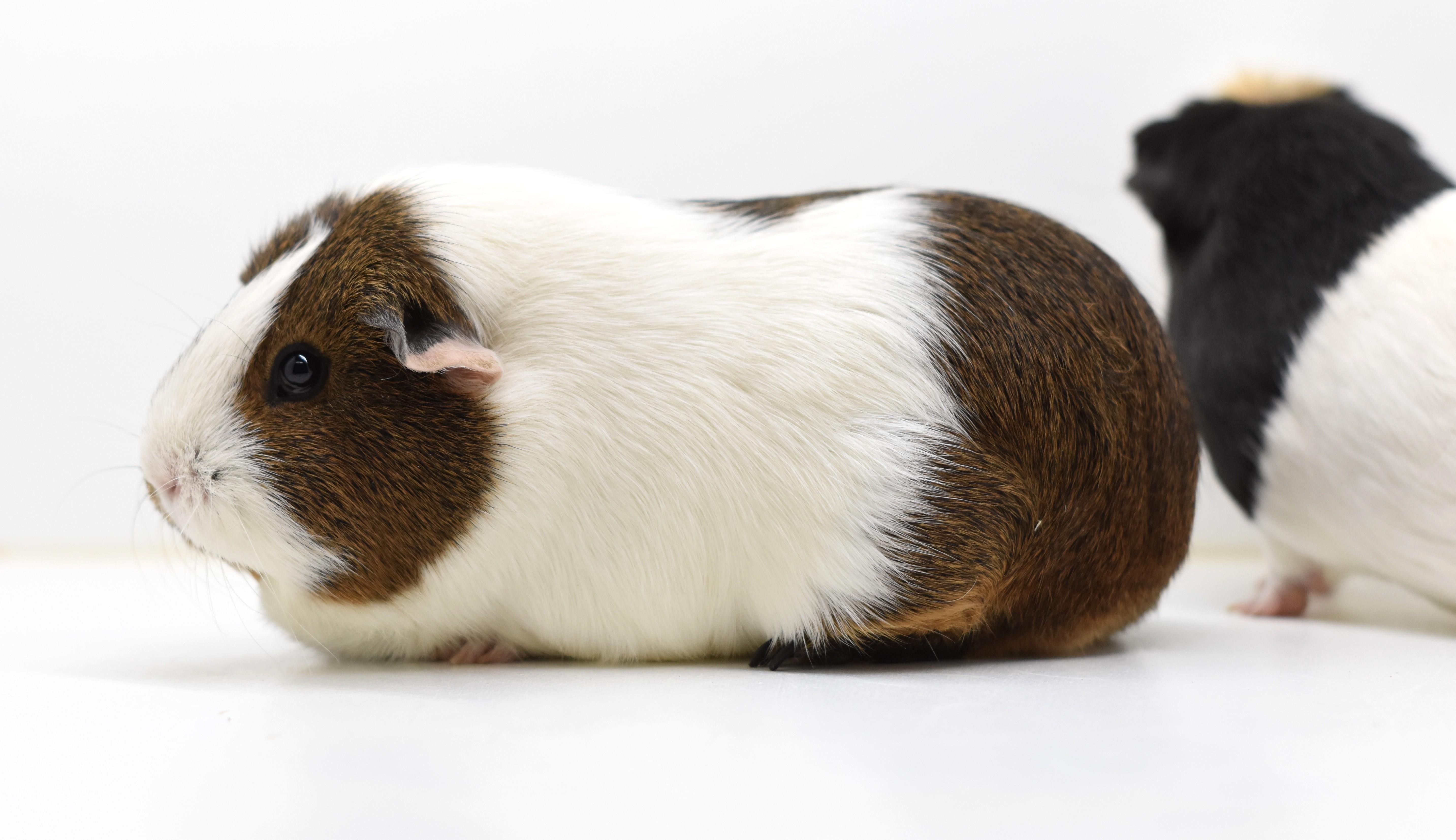 Chip & Zora, a Adoptable Short-Haired in Wolcott, IN image 2/4