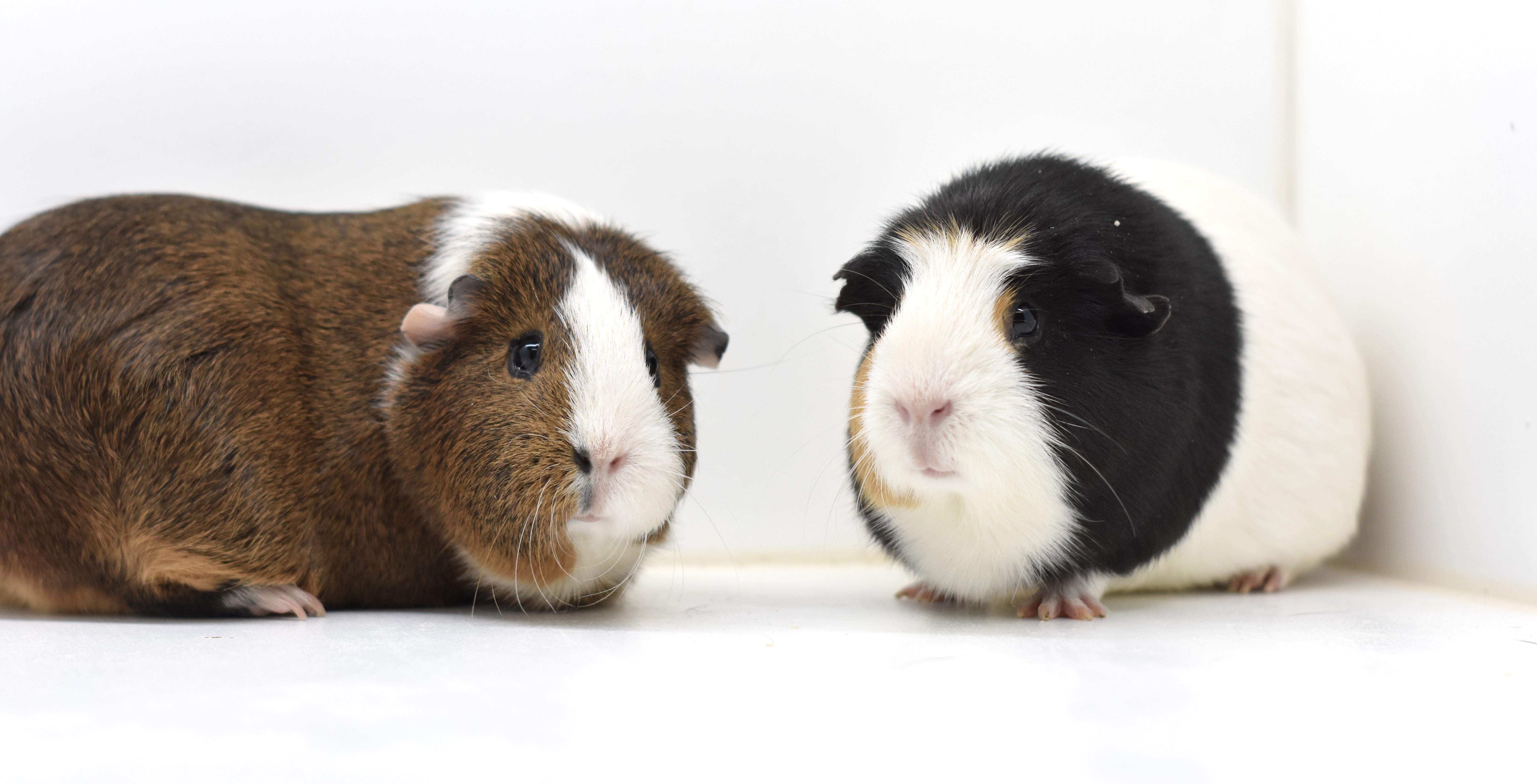 Chip & Zora, a Adoptable Short-Haired in Wolcott, IN image 1/4