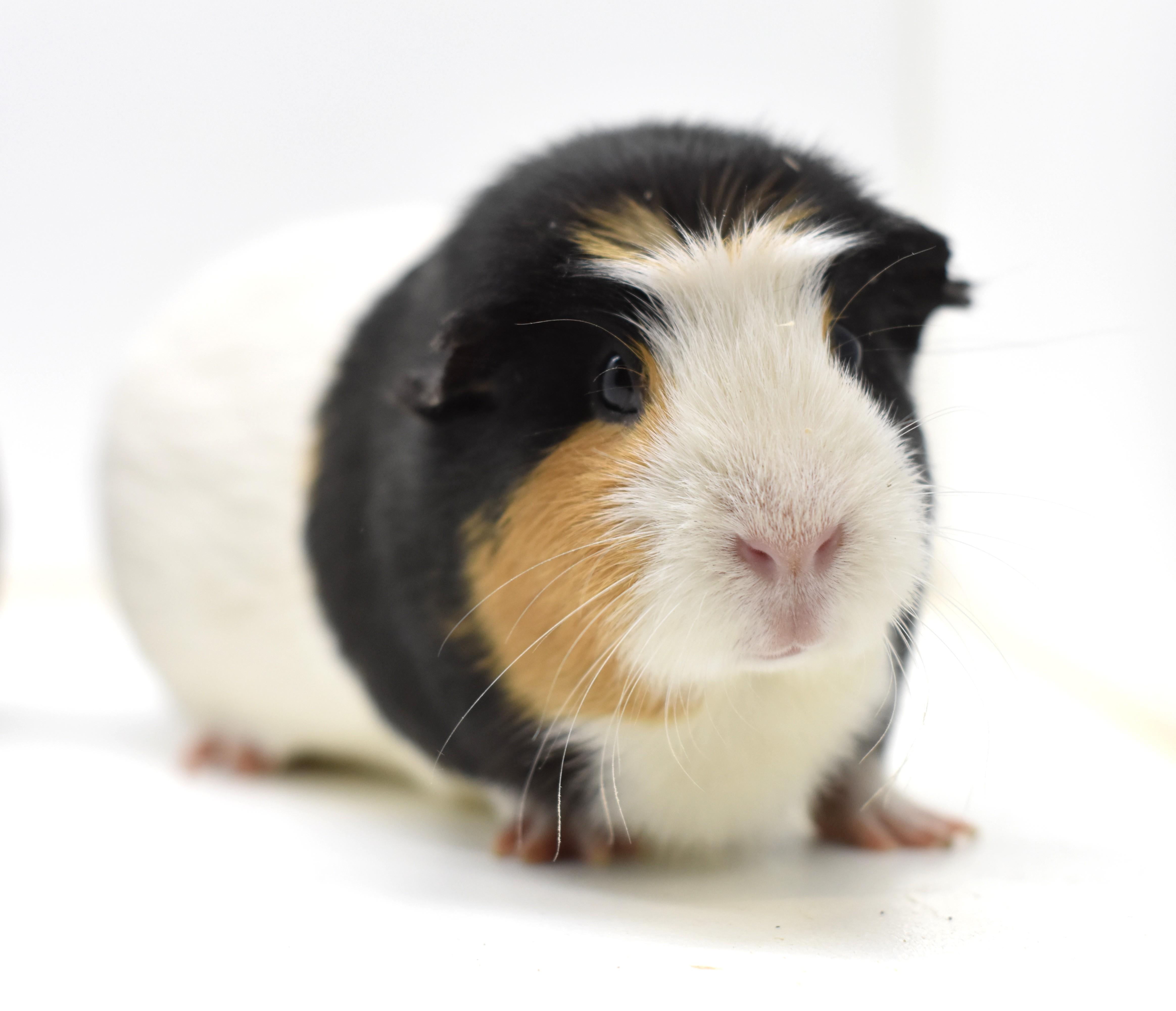 Chip & Zora, a Adoptable Short-Haired in Wolcott, IN image 4/4