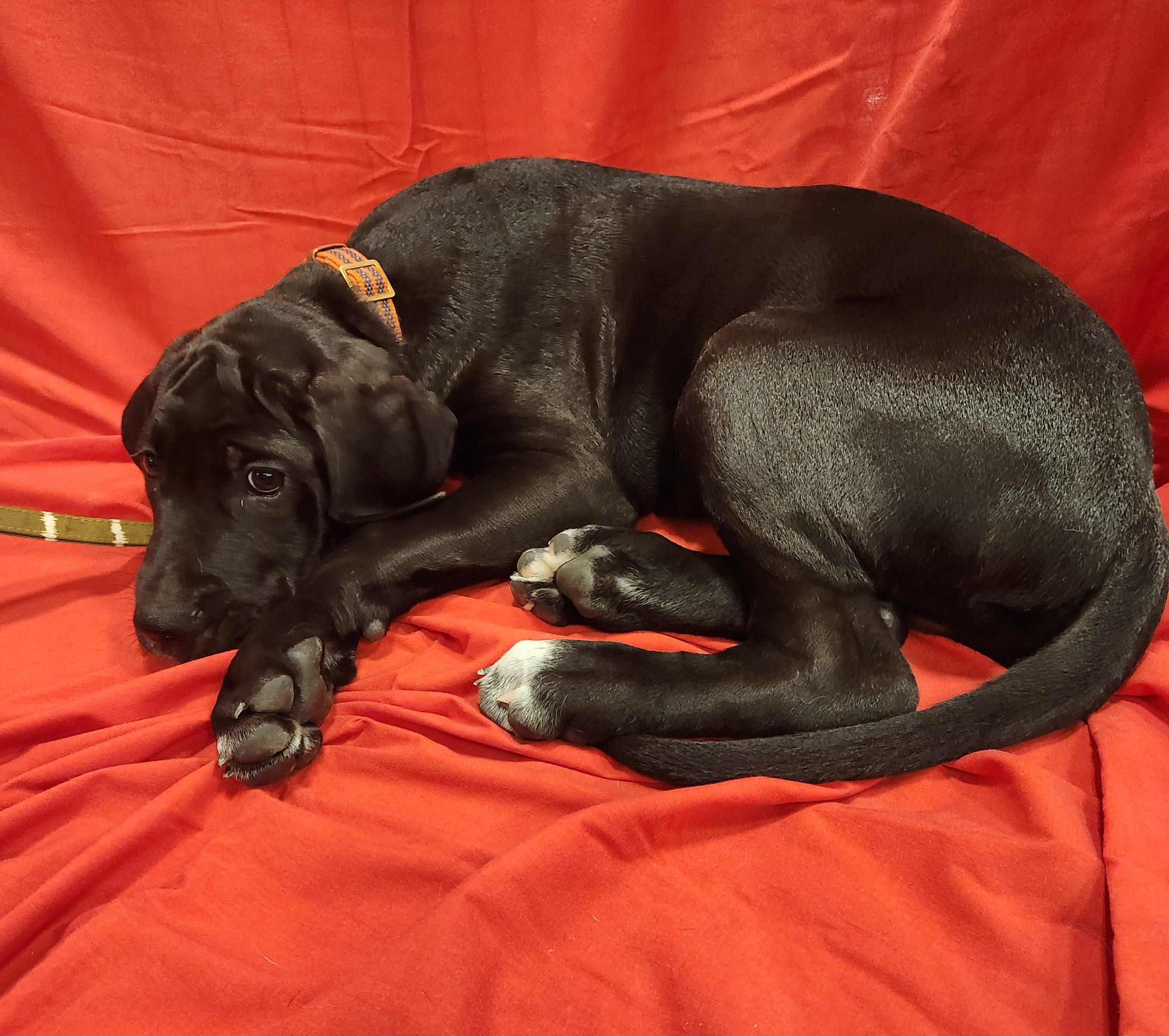 Growlithe (Saddow), adopted, Puppy Male Great Dane & Cane Corso.