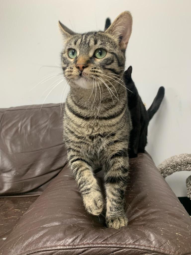 Hunter, an adoptable Domestic Short Hair in wetaskiwin, AB, t9a 2j4 | Photo Image 2