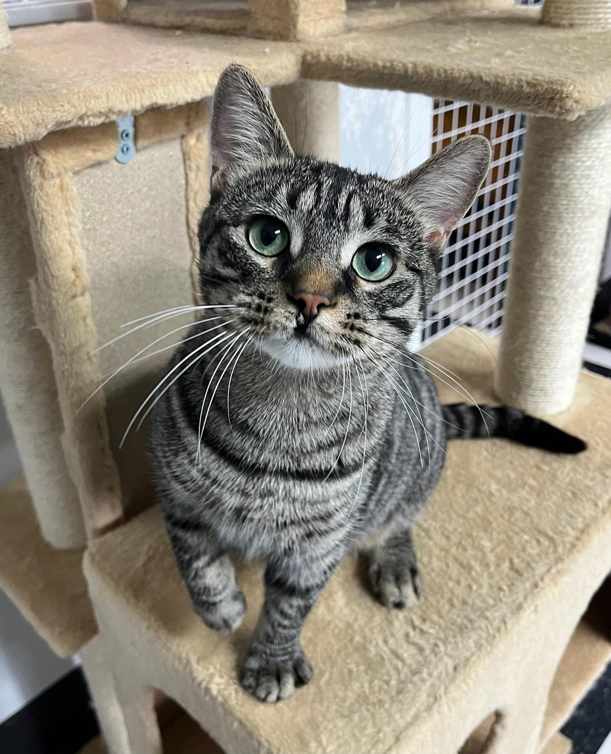 Hunter, an adoptable Domestic Short Hair in wetaskiwin, AB, t9a 2j4 | Photo Image 1