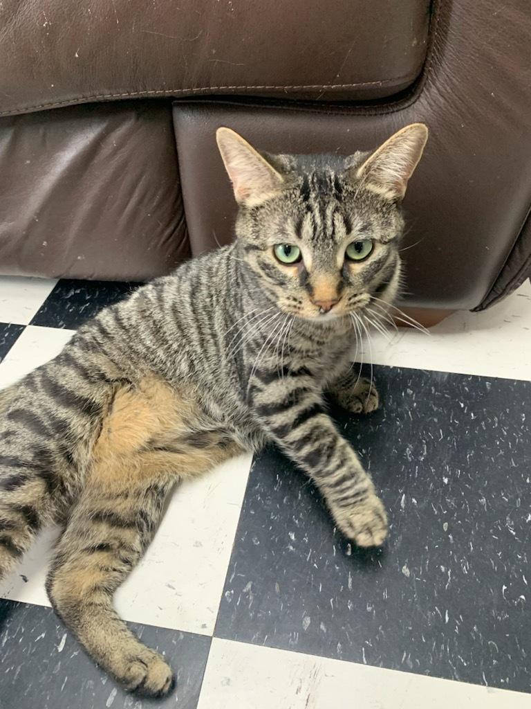 Hunter, an adoptable Domestic Short Hair in wetaskiwin, AB, t9a 2j4 | Photo Image 3