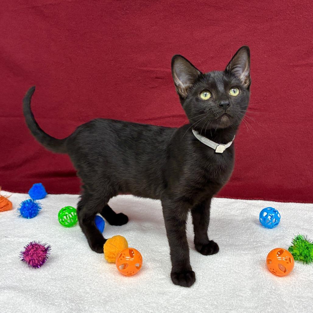 Kiwi, a Adoptable Domestic Short Hair in Long Beach, CA image 1/6