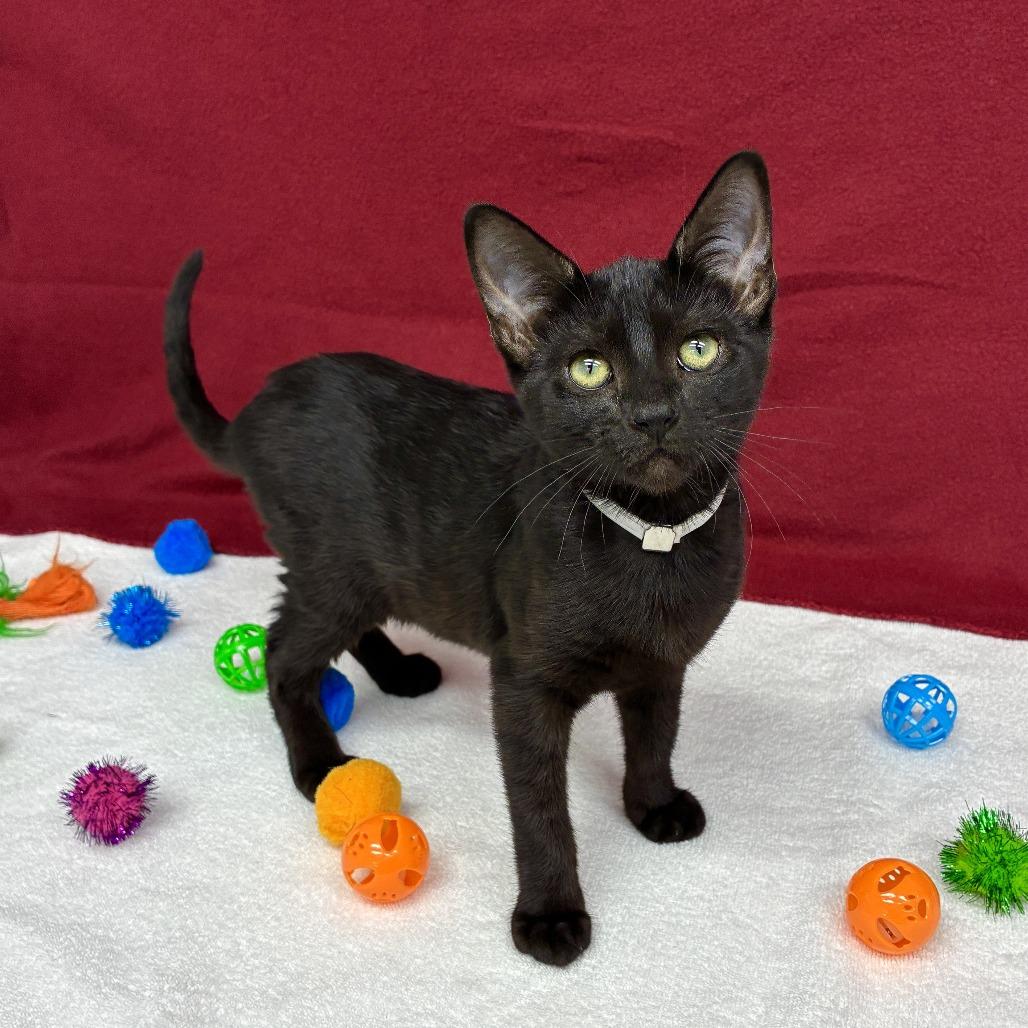 Kiwi, a Adoptable Domestic Short Hair in Long Beach, CA image 2/6