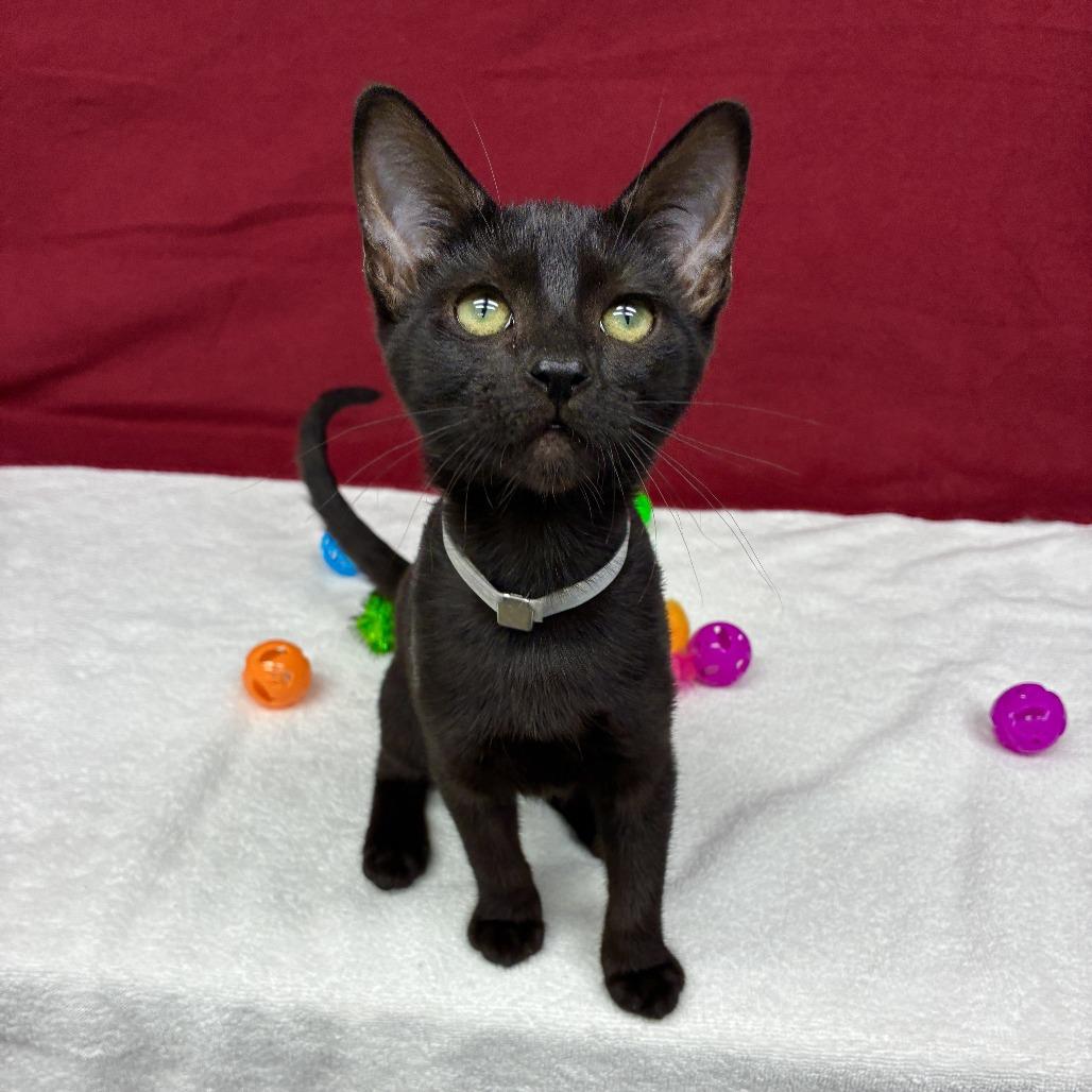 Kiwi, a Adoptable Domestic Short Hair in Long Beach, CA image 3/6