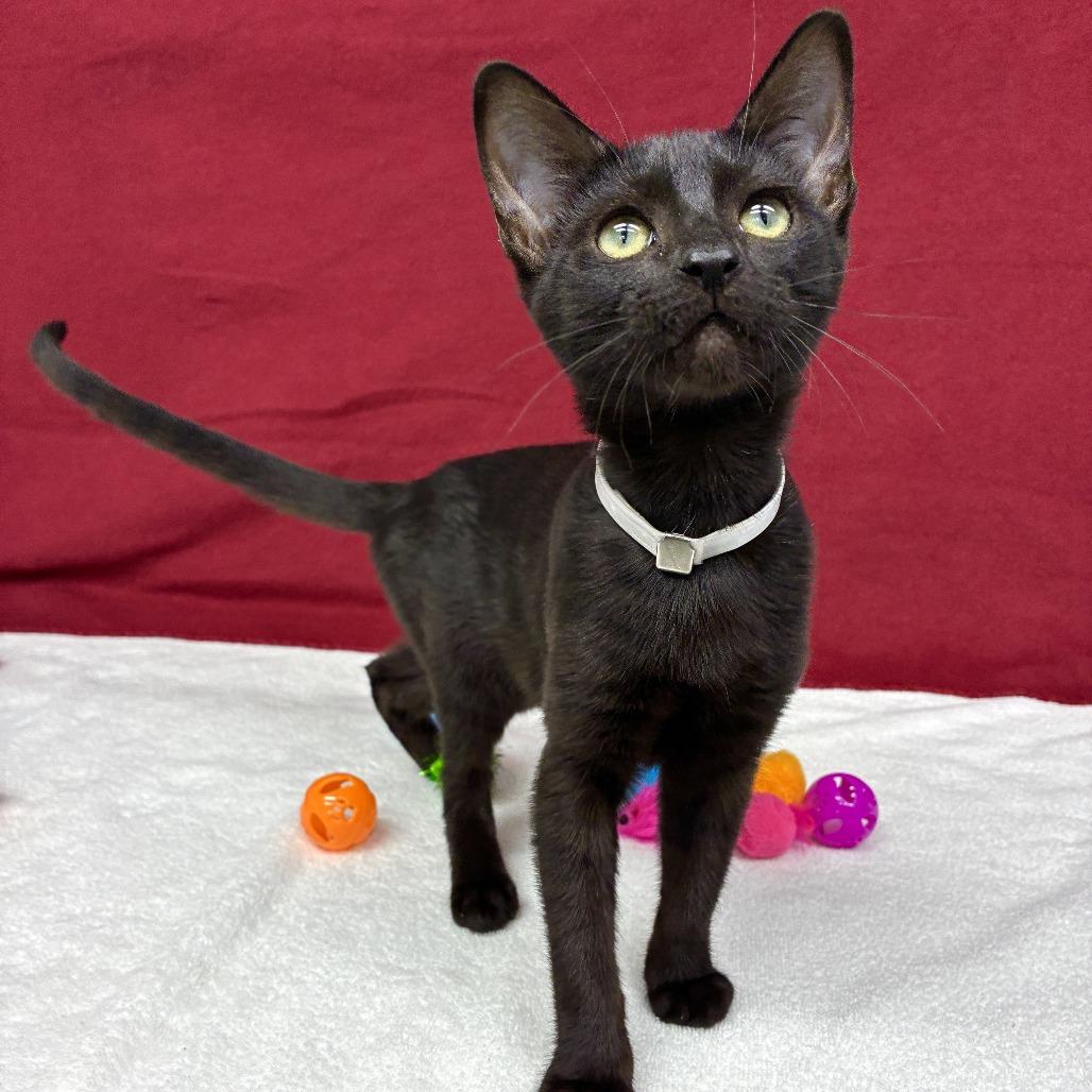 Kiwi, a Adoptable Domestic Short Hair in Long Beach, CA image 4/6
