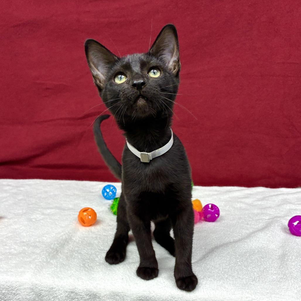 Kiwi, a Adoptable Domestic Short Hair in Long Beach, CA image 5/6