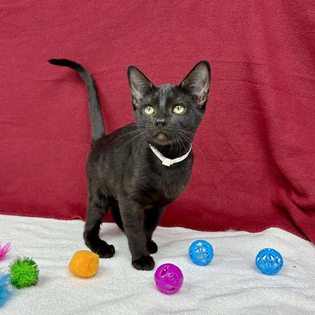 Kiwi, a Adoptable Domestic Short Hair in Long Beach, CA image 6/6
