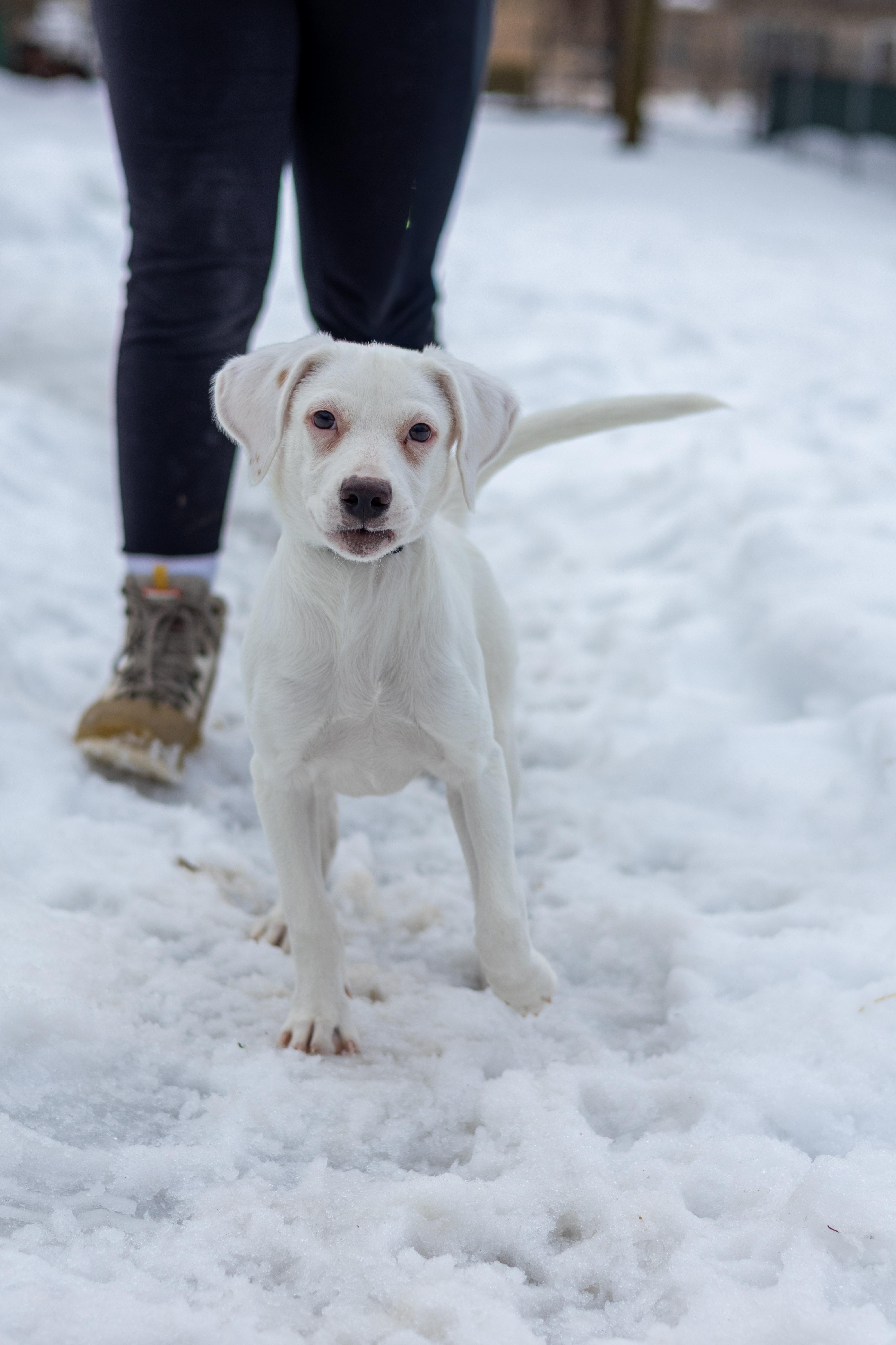 Ghost, Adopted, Young Male Labrador Retriever.