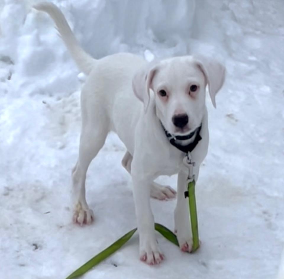Ghost, a Adopted mixed breed in Terryville, CT image 3/6