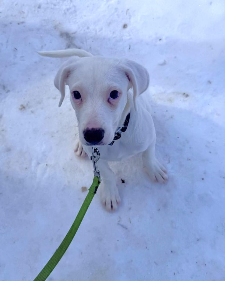 Ghost, a Adopted mixed breed in Terryville, CT image 4/6