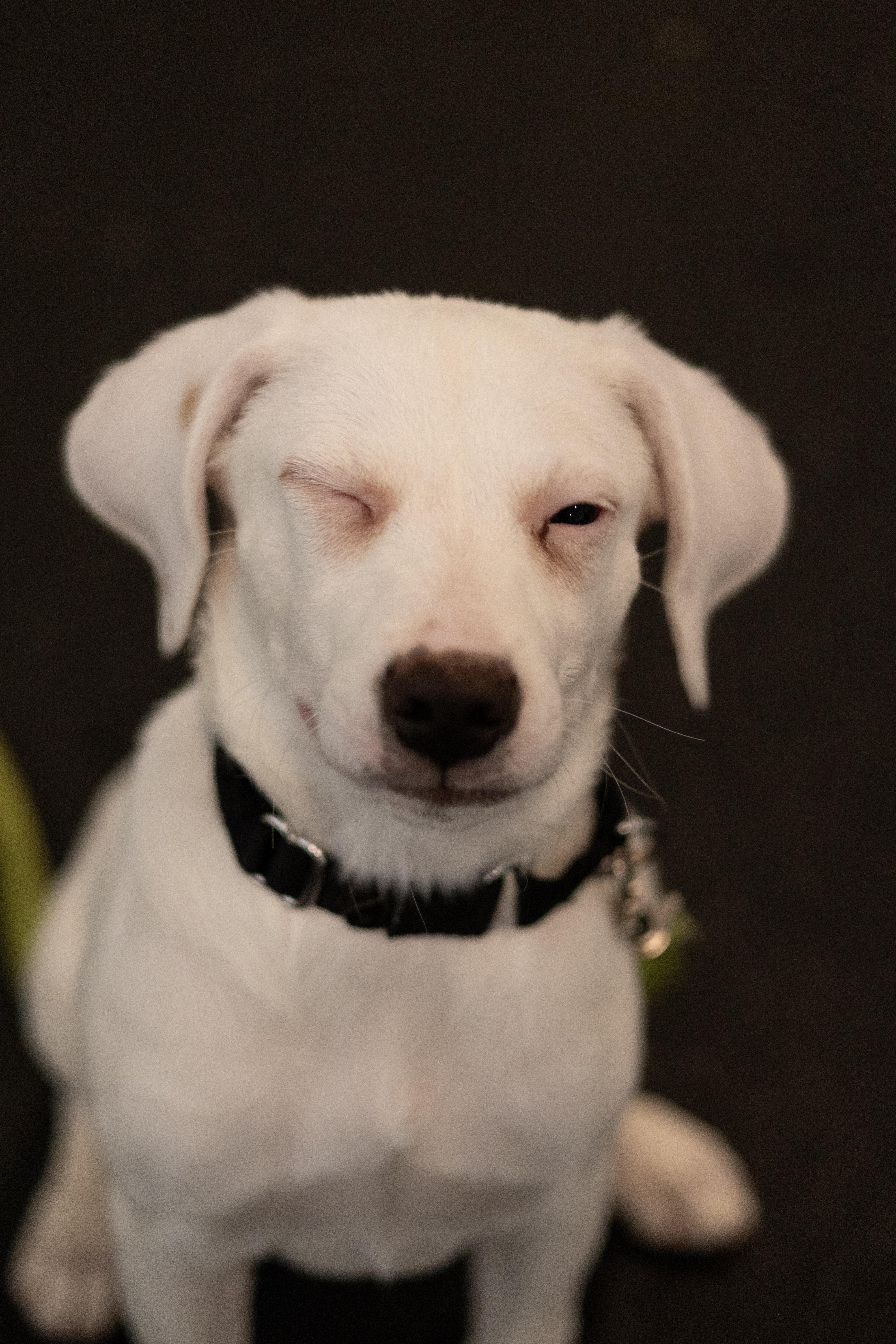Ghost, a Adopted mixed breed in Terryville, CT image 5/6
