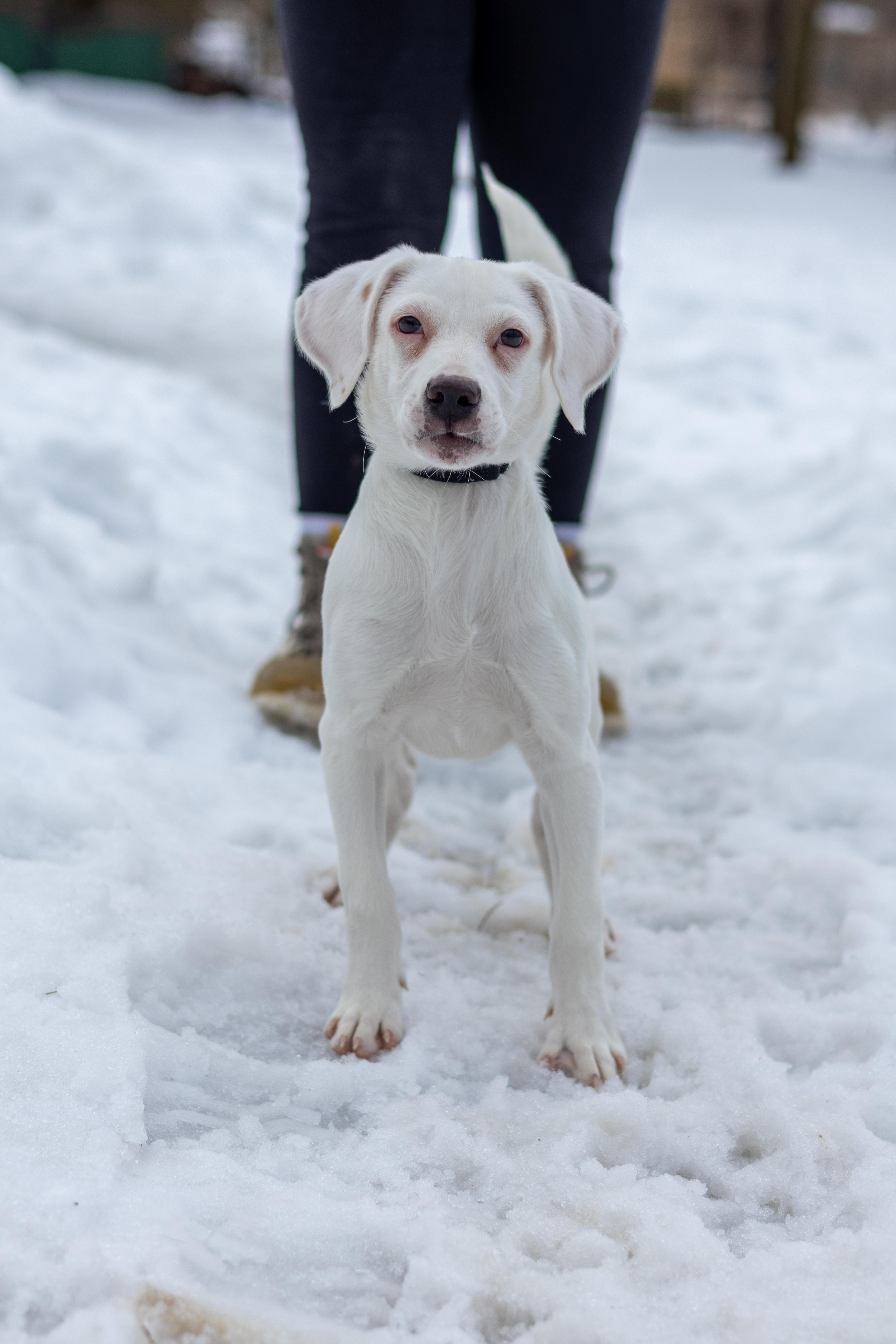 Ghost, a Adopted mixed breed in Terryville, CT image 6/6